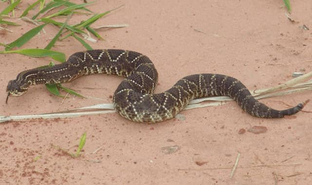 Crotalus durissus - Serpiente de cascabel neotropical