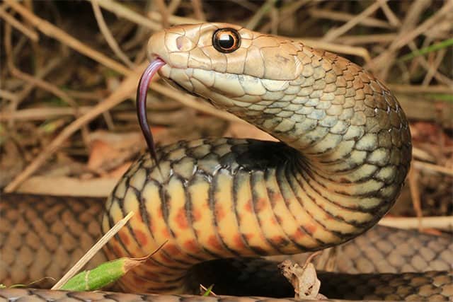 Serpiente Marrón Oriental