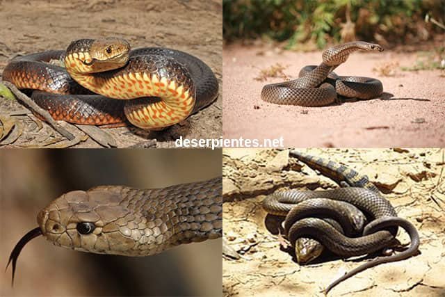 Serpiente Marrón Oriental - Pseudonaja textilis