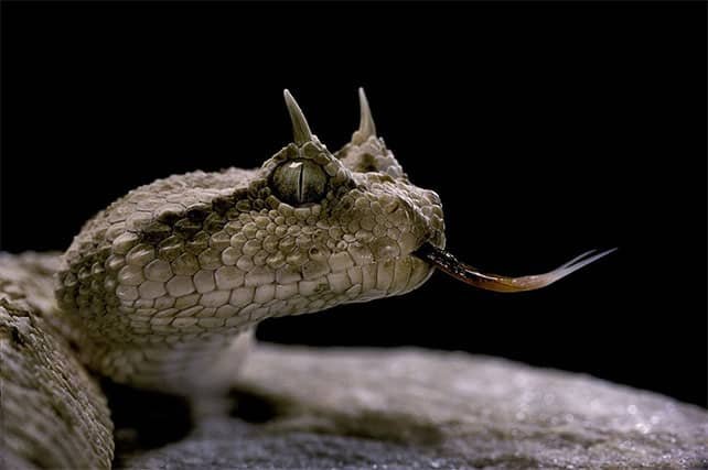Víbora cornuda del desierto