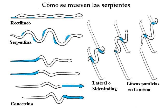 Cómo se mueven las serpientes