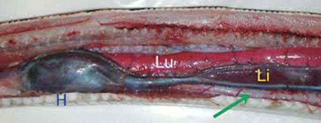 sistema cardiovascular de la serpiente