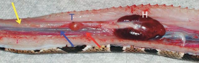 Sistema respiratorio de la serpiente